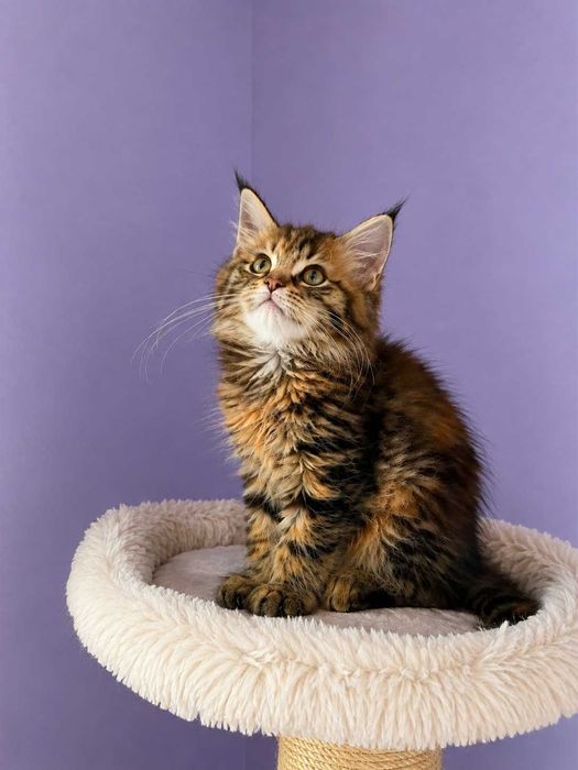 Maine Coon śliczna koteczka