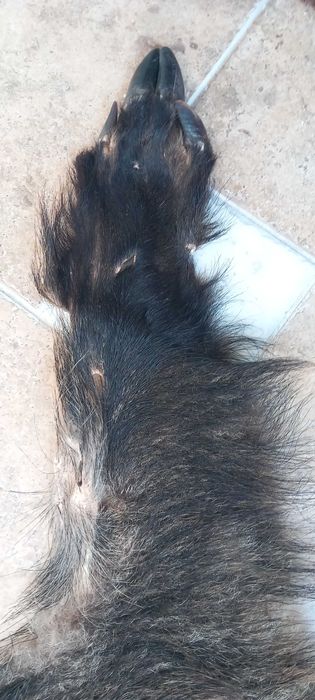 Skóra z dzika 2020 r.