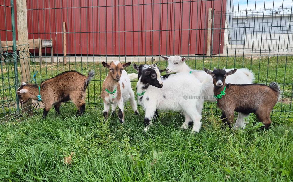 Cabras Anãs e Cabrinhas Micro Anãs
