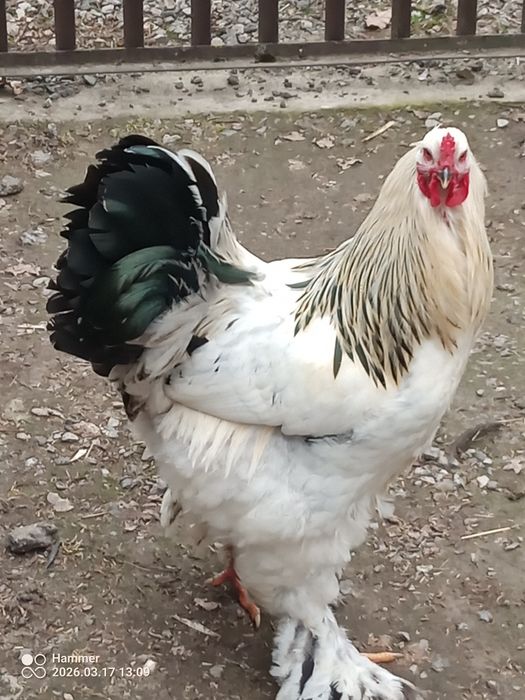 Brahma olbrzymia koguty