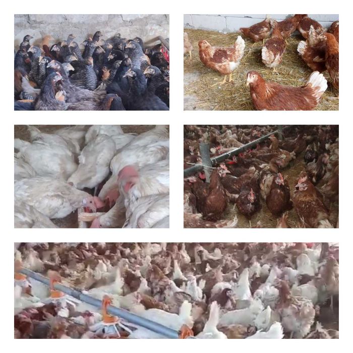 Продам кури несушки! Доставка безкоштовна. Іванків!