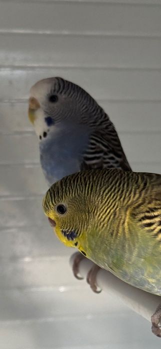 Periquitos Diversas Mutações – Excelentes Exemplares