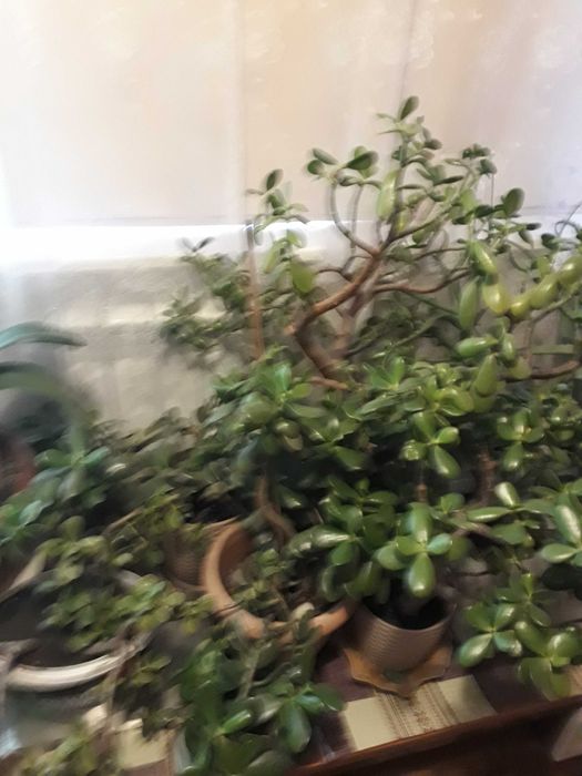 Алоэ, столетник. Гемантус, денежное дерево..