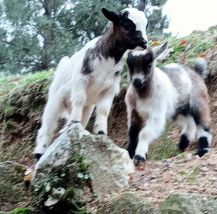 Cabrito anão/israelita com 4meses