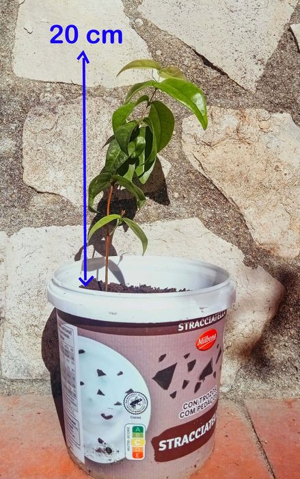 Pitangueira - Eugenia uniflora