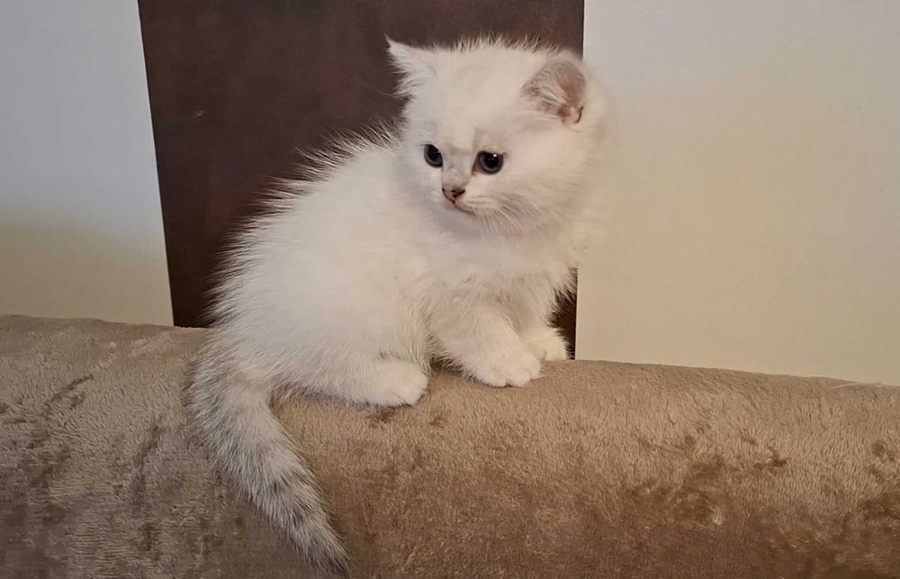 Kot brytyjski  krótkowłosy point szynszyla wiarygodny rodowód  WCF-PZF