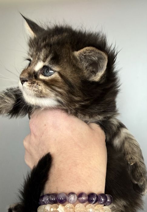 Ветитень Красень  Шикарний  чорний мармур   Мейн кун  (MAINE COON)