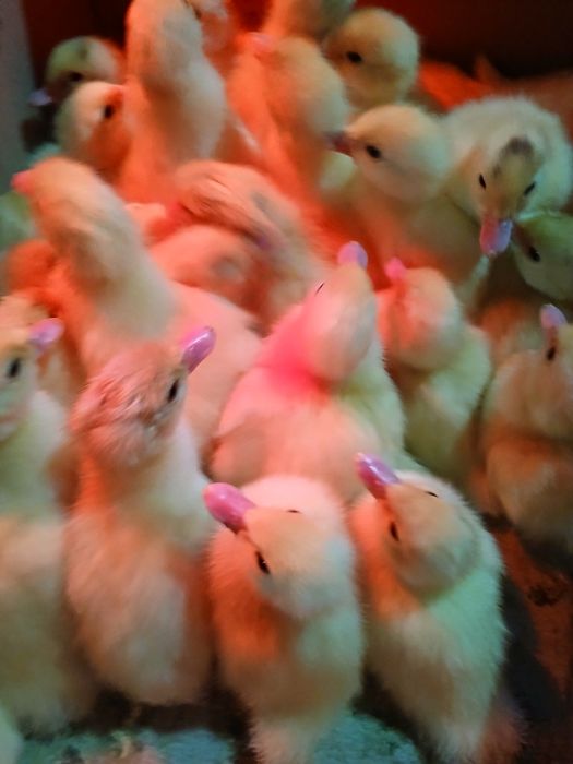 Мускусні каченята .