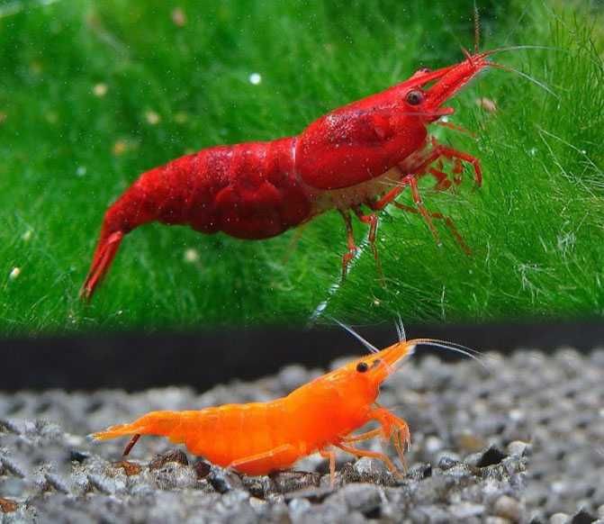 Креветка червона Сакура Чемпіон Red Fire та помаранчева Orange. Чиста