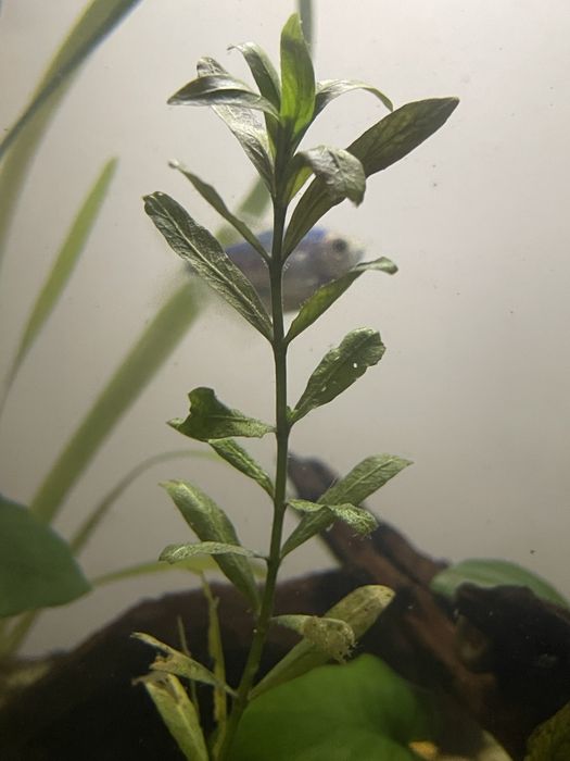 Nadwódka wielonasienna (Hygrophila polysperma)