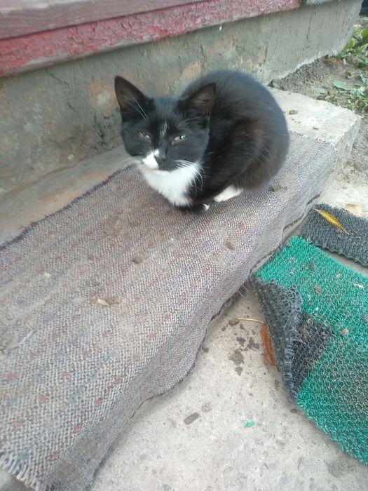 Кошечки стерильные