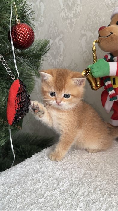 Кошенята ніжні муркотуни