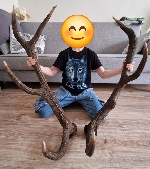 Piękna para zrzutów od jelenia