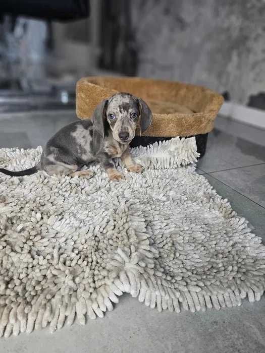 Teckel blue merle disponivel