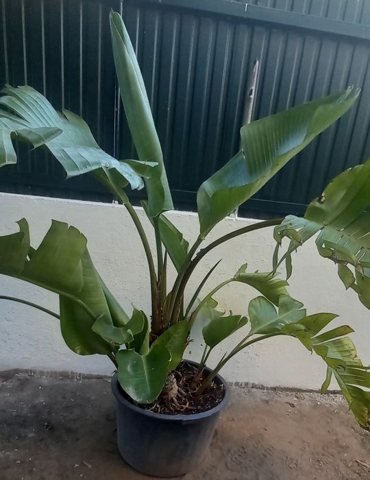 Strelitzia Nicolai/ Estrelicia