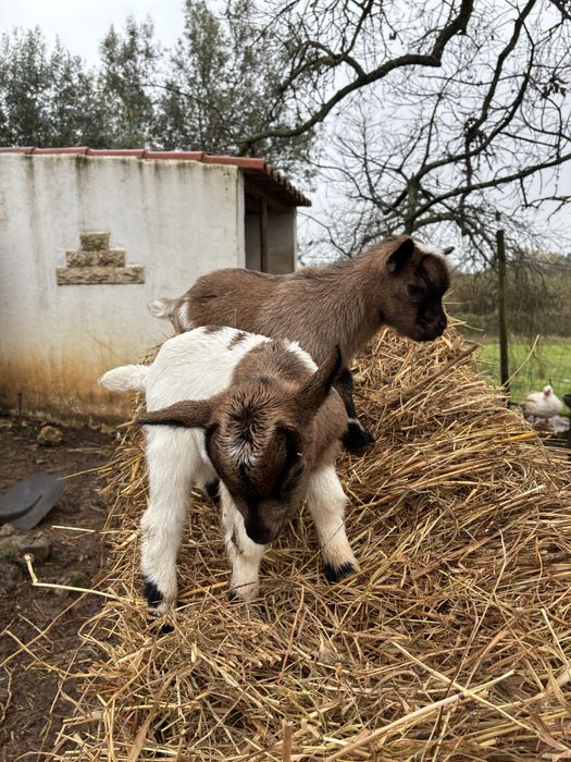 Cabras micro anãs (machos e femeas)