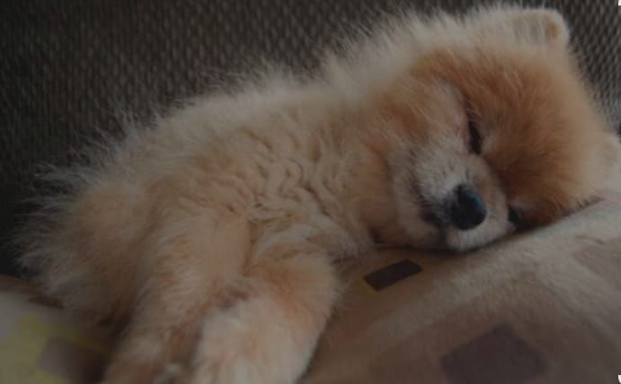 Passeador de cães e hotel canino - Dedicação e segurança.