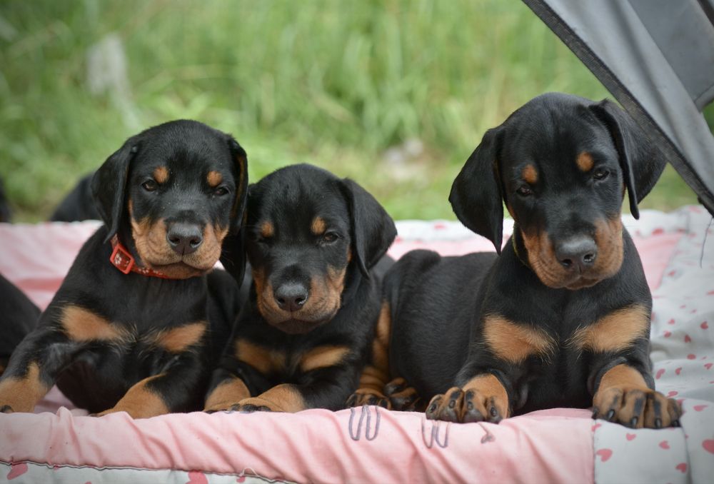 Doberman FCI suczka