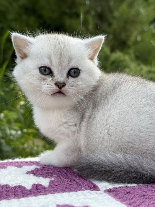 Скоттиш страйт, окрас серебристая шиншилла