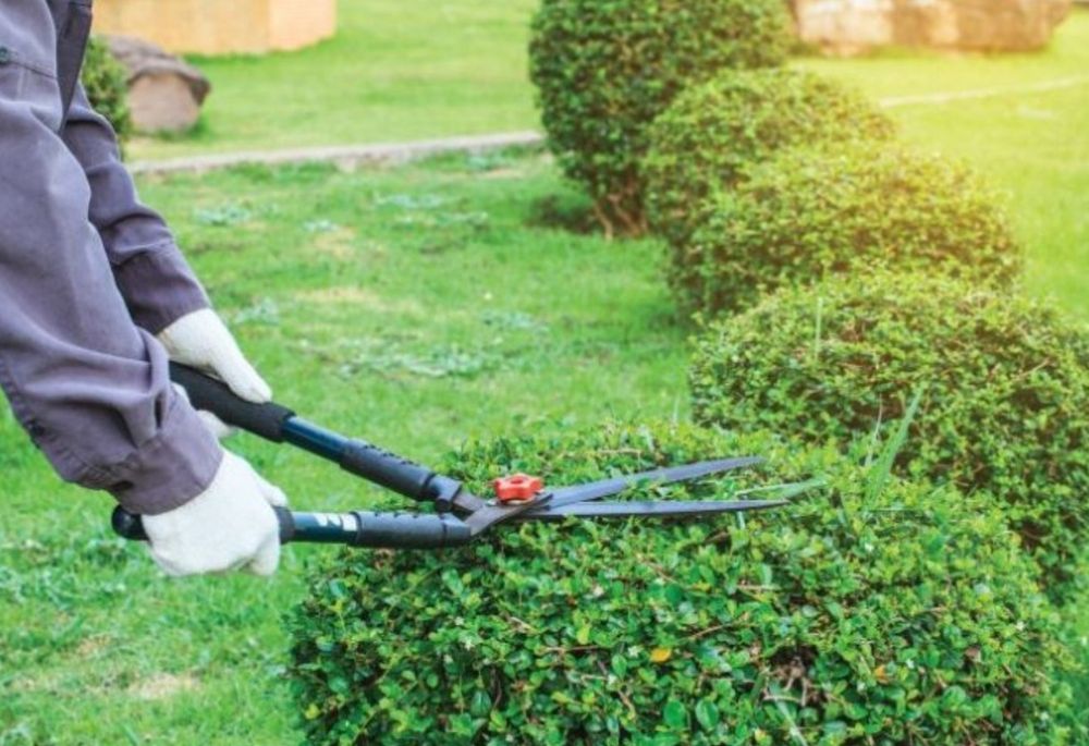 Jardinagem podas
