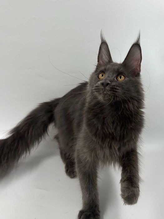 Продам мейн кун  девочка