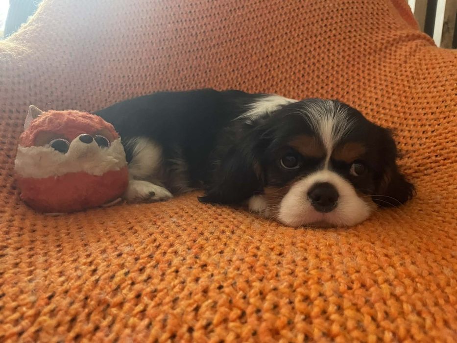 Cavalier king charles spaniel tricolor piesek z rodowodem