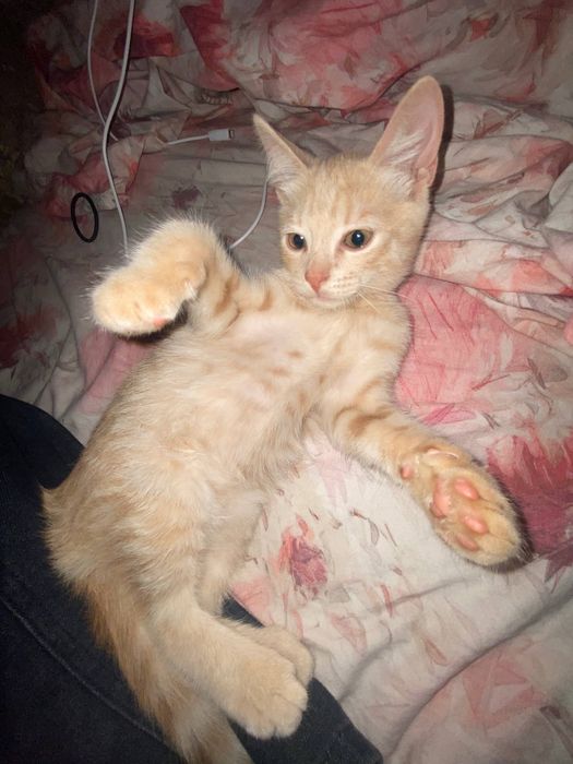 Отдам маленького котика