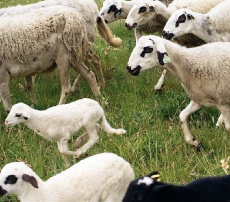 Ovelha  raça churra galega Bragançana