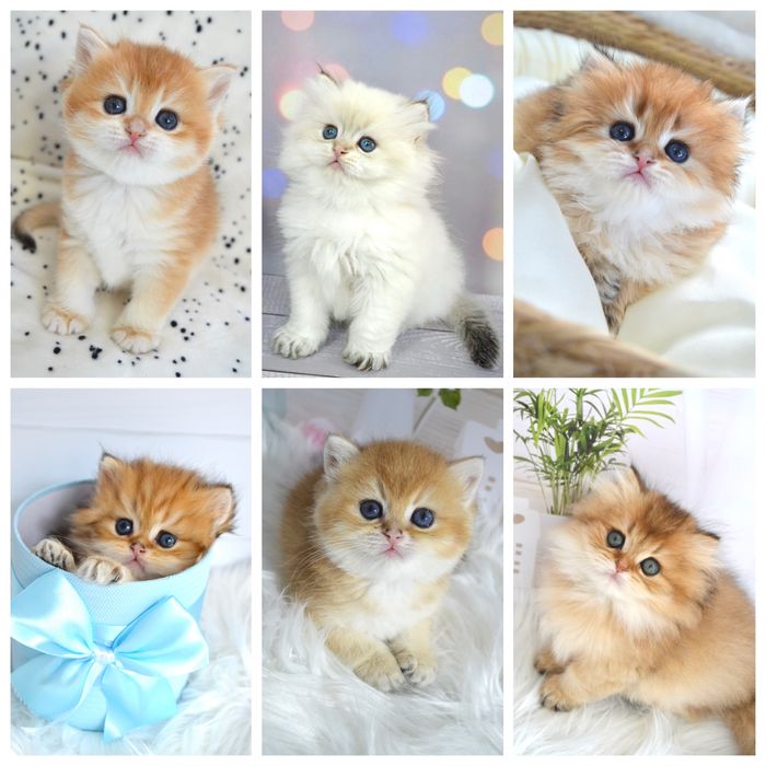 Британська золота шиншила