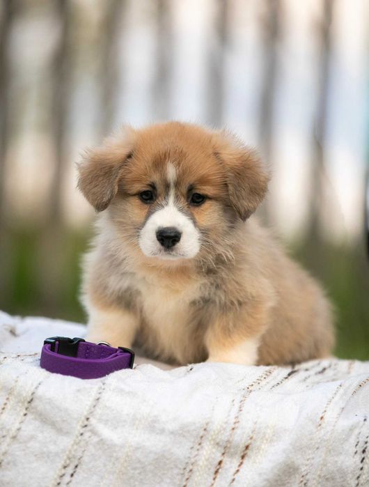 Дуже милі коргі-малюки