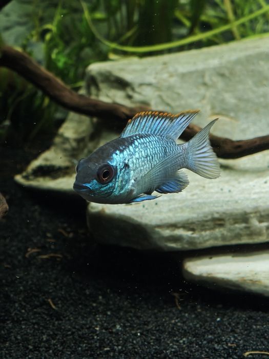 Samiec akara elektric blue