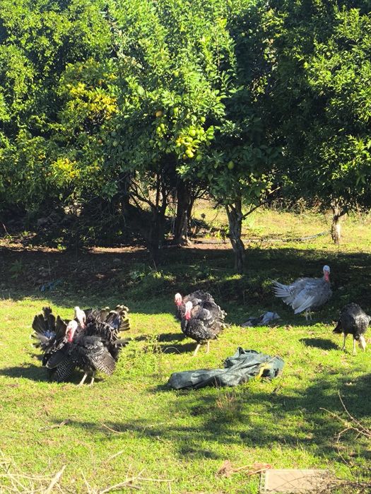 Perus criados no campo