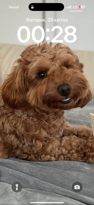 Шукаєм дівчинку для нашого мальтипу