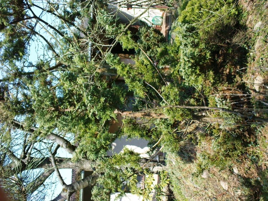 Cyprysik groszkowy Boulevard 2,5 m + jałowiec płożący sabiński fi:1,5m