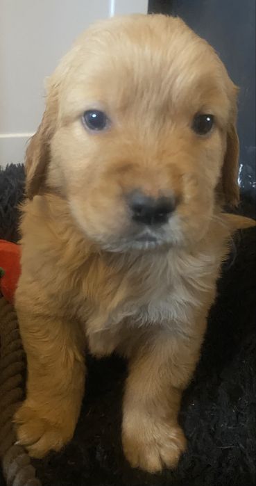 Golden Retriver szczeniaczek