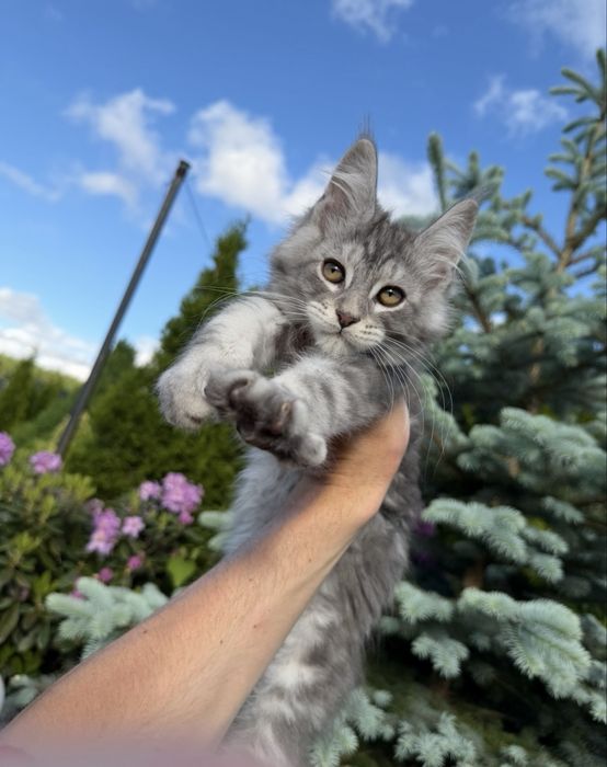 Wyjatkowy Kocurek Silver Maine Coon z rodowodem