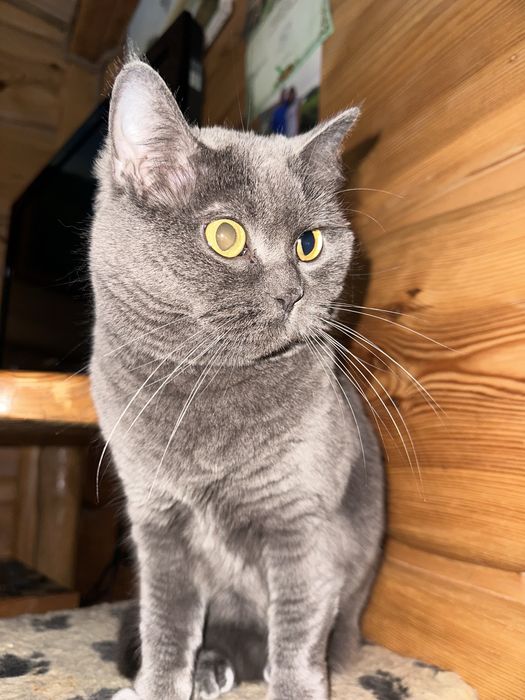 Котик Британка звати Меліса