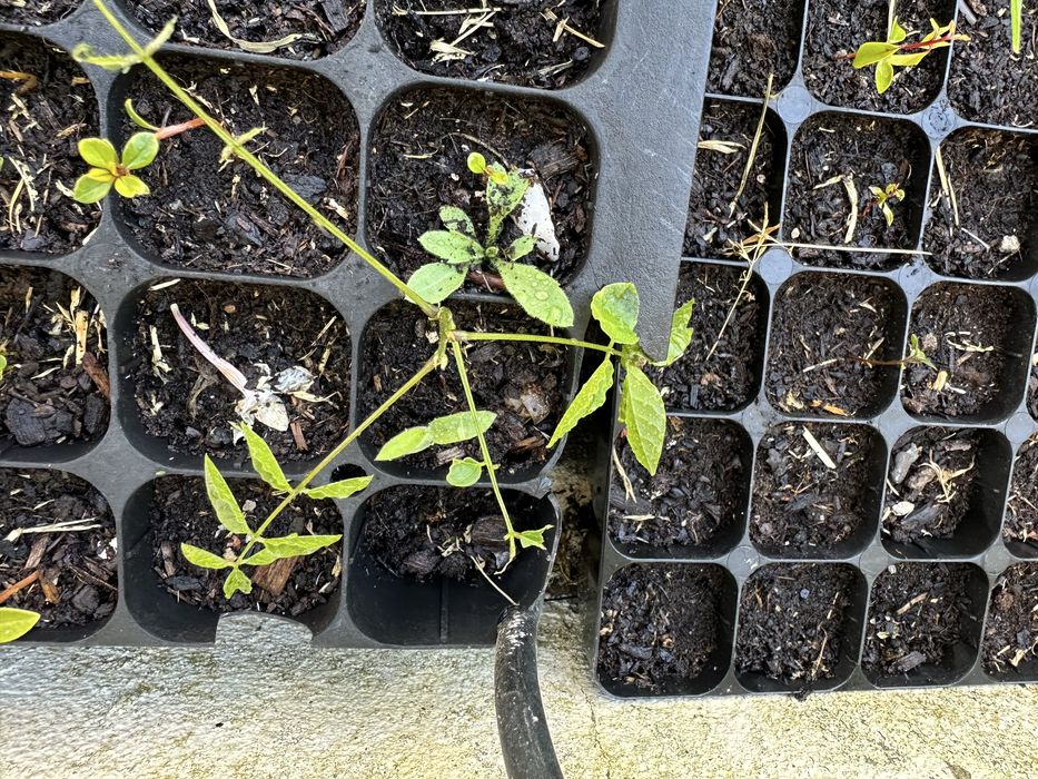 Trepadeira glicinia roxa em pezinhos germinadas