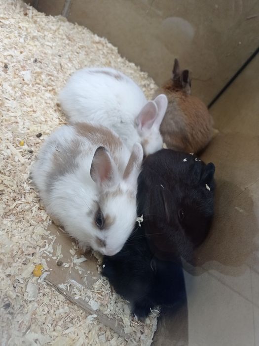 Królik miniaturka w pawik.pl sklep zoologiczny Rzeszów