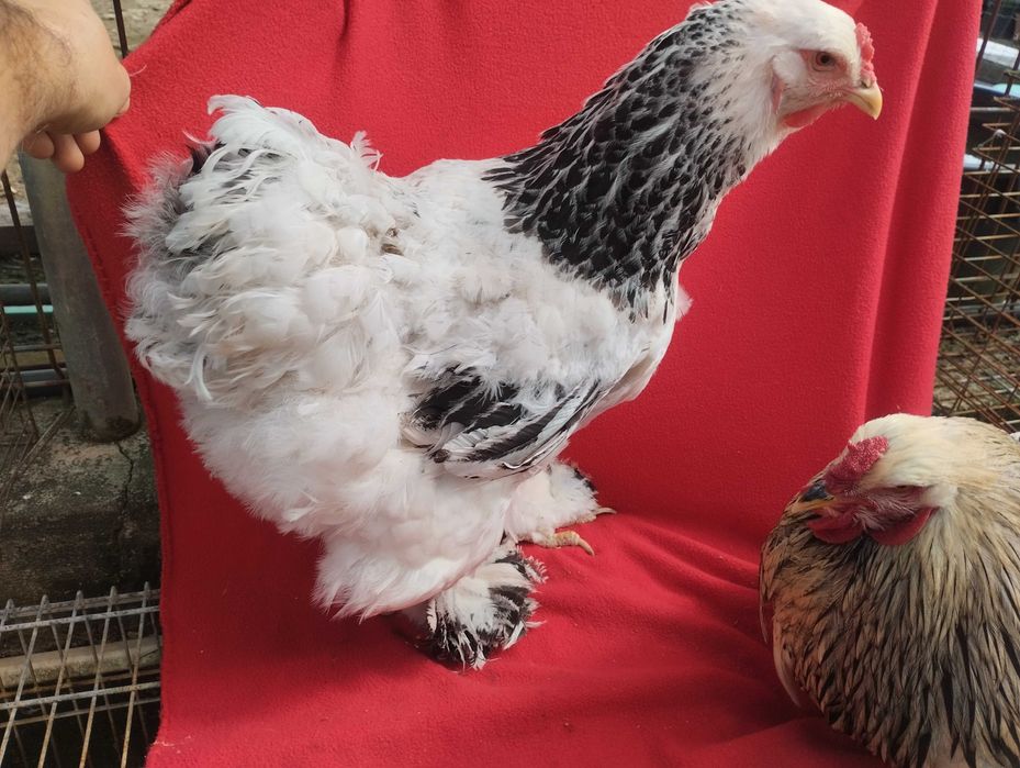 Aves e ovos  raças excelentes
