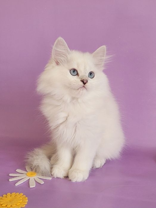 Британські кошенята срібляста шиншила