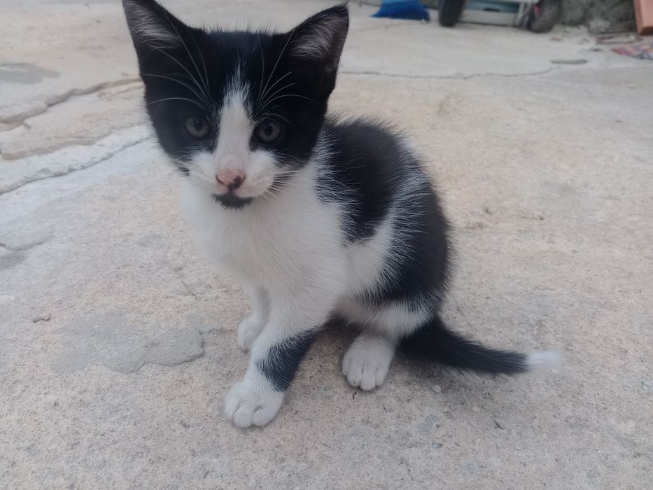 Dá-se gatinhos bebés