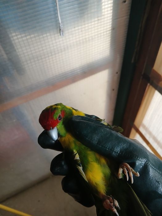 Kakariki  macho para criar