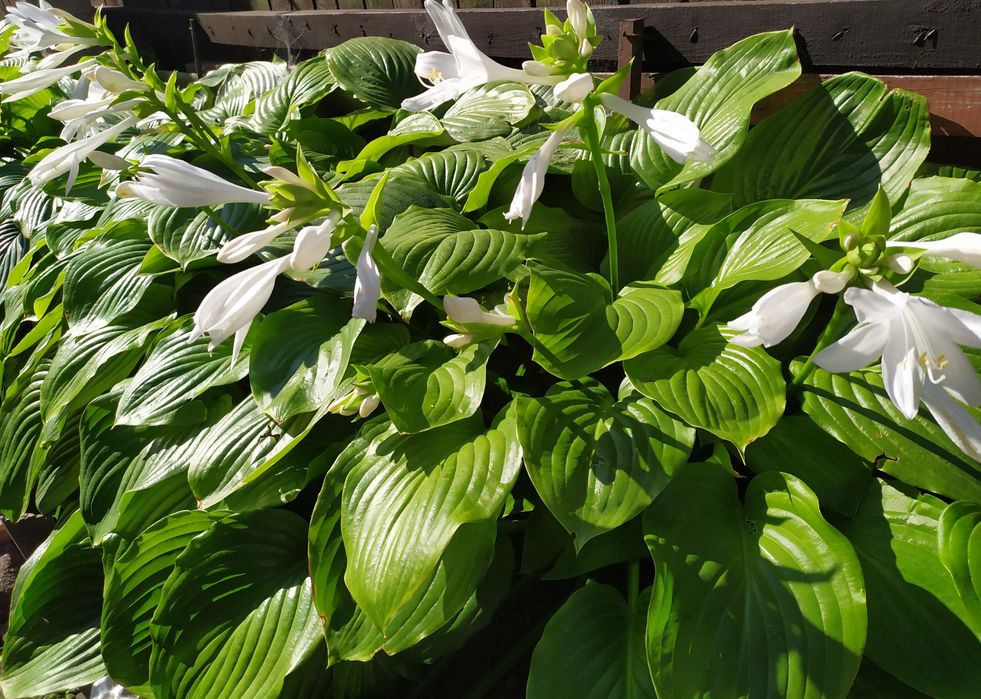 Коврики на гірку, хоста, армерія, примула, кам'яна роза молодило.