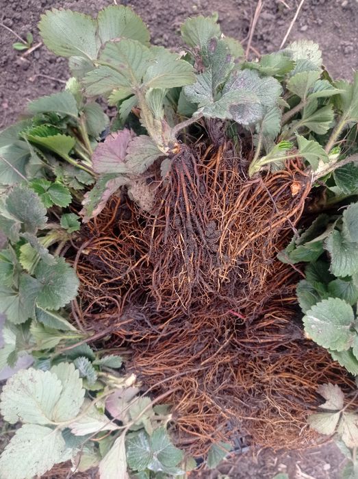 КЛУБНИКА сорта "Зарница"