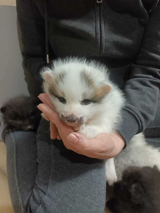 Lis, liski, lisek Hodowla domowa Marble Fox, różne odmiany