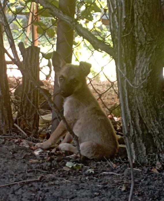 Помогите обрести дом