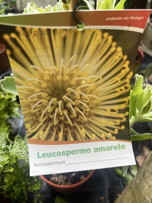 Proteas, banksias, Leucondendron leucospermum e Grevilleas