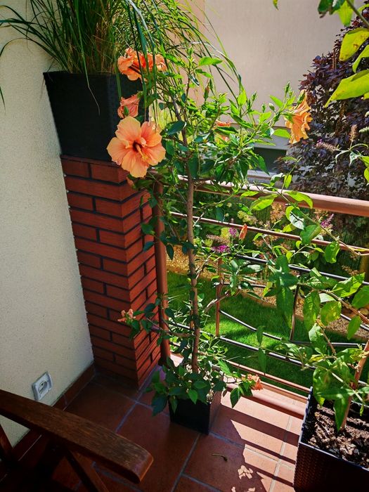 Róża Chińska Hibiskus