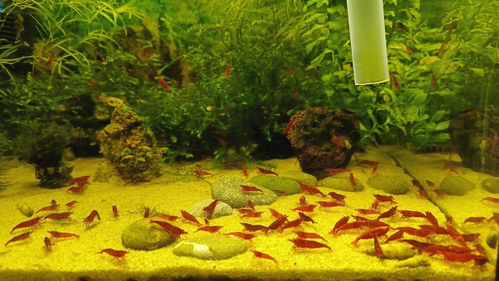 Креветки червоні і сині